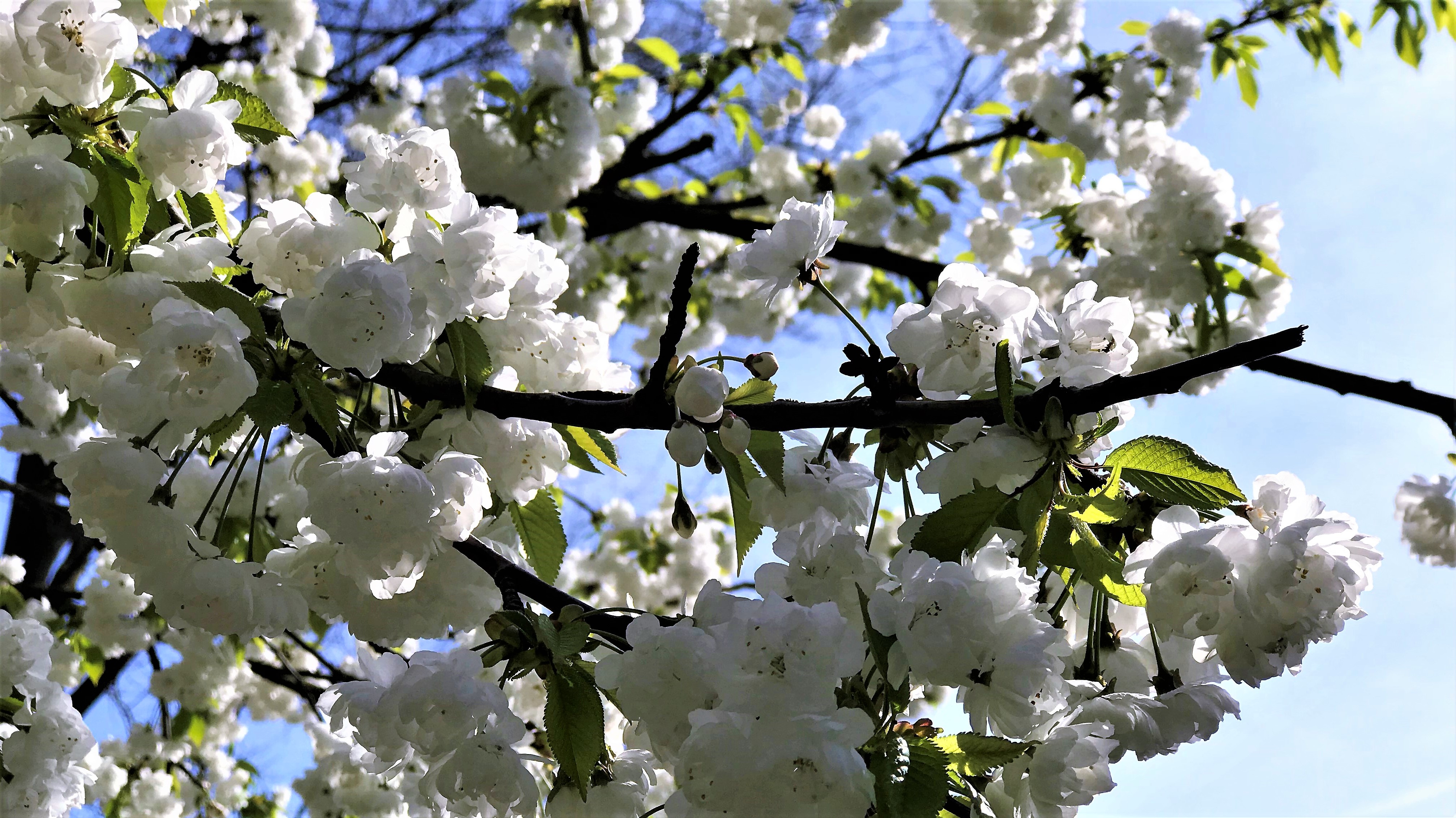 FLOWER 6